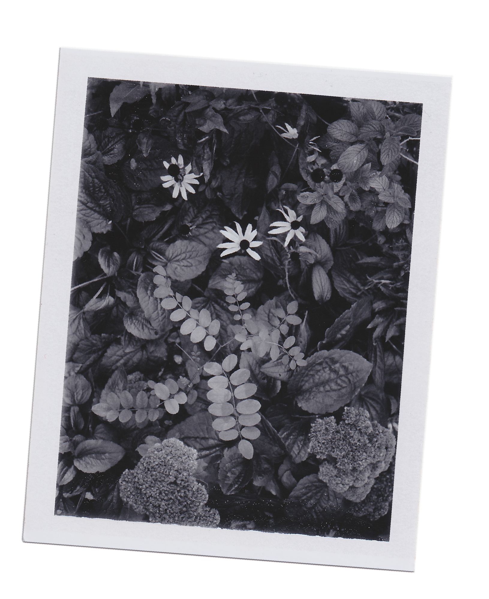 Photograph by Nelson Mouëllic — Summer polaroids on FP-3000B - June 24, 2026