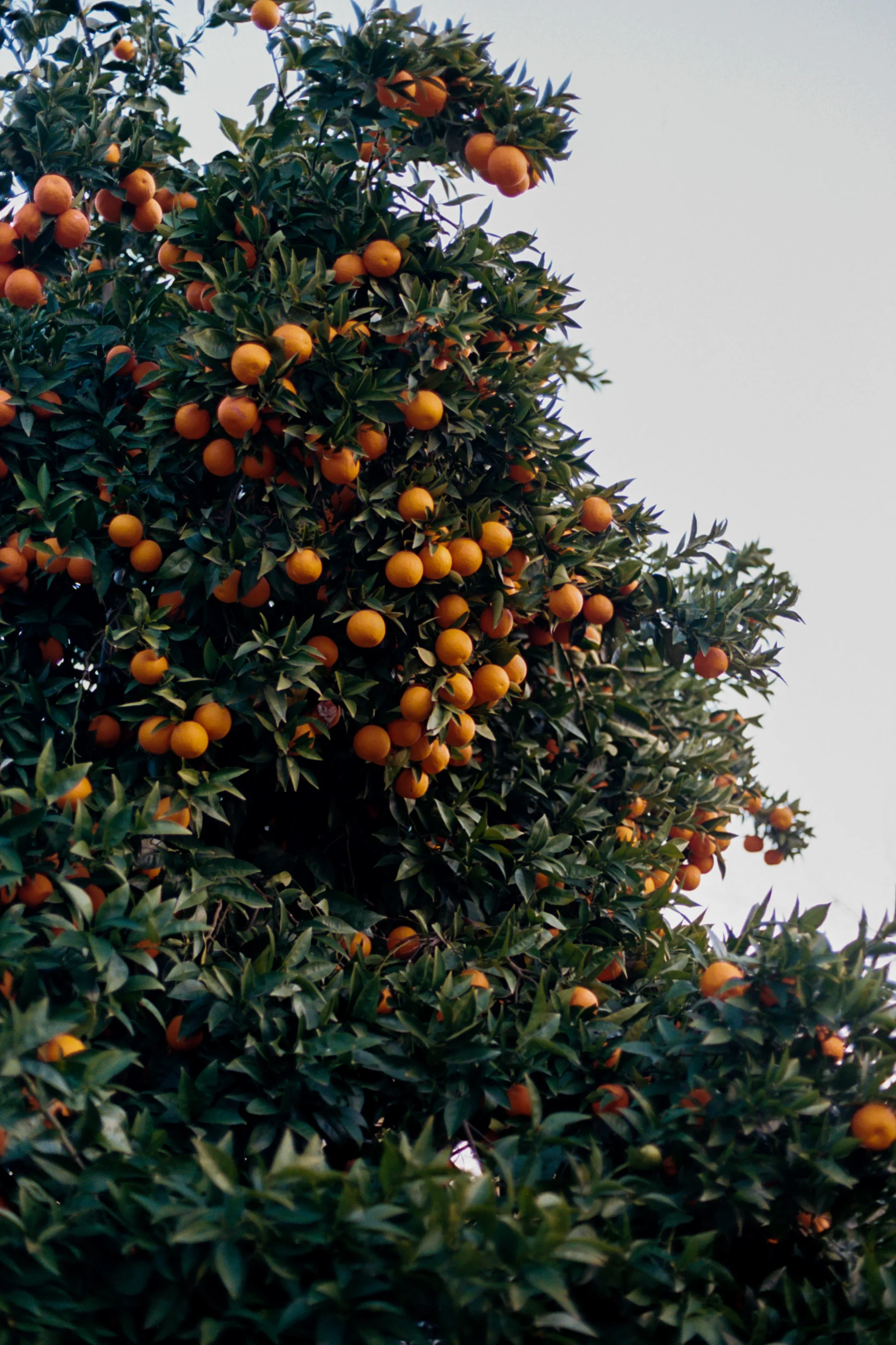 Photograph by Nelson Mouëllic — Recent Edits – April 22nd, 2026